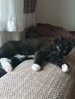 3 süße Katzenbabys abzugeben- 3 Monate alt - Altenbamberg