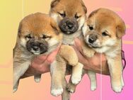 Shiba Inu Welpen (1XRüde & 1xWeibchen) - Augsburg