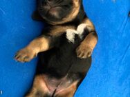 Doodle Terrier Mischlingswelpe zu verkaufen - Harrislee