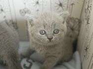 BKH Kitten suchen ein liebevolles Zuhause - Wallisellen