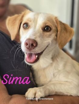 Sima - Recklinghausen