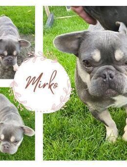 MIRKO PP Hübscher Rüde sucht sein Glück - Neustadt (Rübenberge)