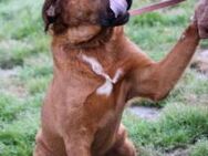Bruno - kinderlieber Familienhund - Lohra