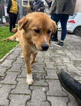 Medo- Kuschelbär sucht seine Menschen! - Hamburg