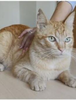 Isidro - liebenswerter roter Tiger - Wilhelmsfeld