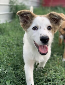 Liv möchte glücklich werden - Celle