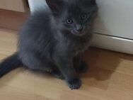 Noch 3 Babys 12 Wochen alt - Ludwigshafen (Rhein)