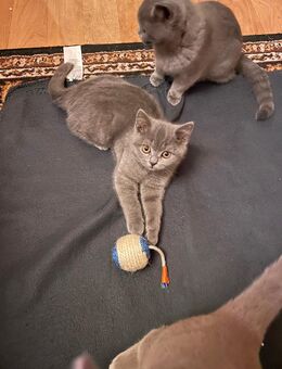 BKH Kitten Britisch Kurzhaar - Osnabrück
