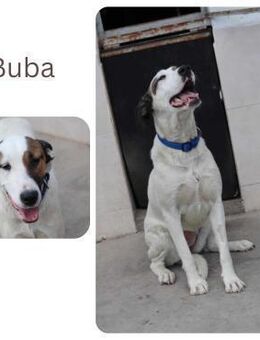 Buba - Wendelstein
