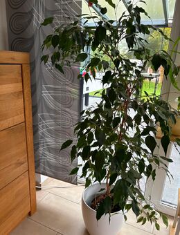 Ficus Benjamini im Pflanztopf - Uedem
