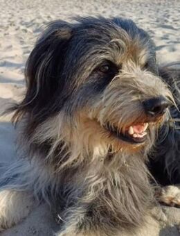 BOJO verliert sein Zuhause - Weiterstadt