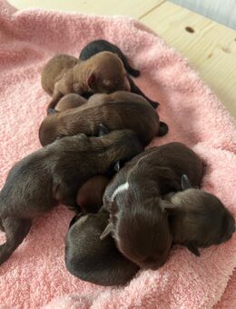 Bolonka Zwetna Welpen am 26.10.2025 auf die Welt gekommen - Köthen (Anhalt)