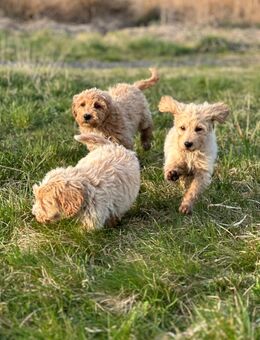 Golden Doodle Medium F1-Generation – liebevoll aufgezogener Wurf sucht neue Familien - Waldmünchen Zentrum