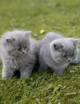 BKH Kitten blue - Grünow (Brandenburg)