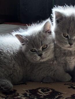 Reinrassige BKH-BLH Kitten - Northeim