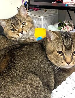 2x BKH Kater Kätzchen Kitten Britisch Kurzhaar aus Dortmund - Dortmund