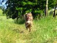 Auszugsbereit: Sehr typvoller gesunder echter Mini Chihuahua Rüde, 1,5kg 18cm hoch LH XXS Welpe in Lilac - Familienhund Actionheld Kuschelhase Teppichrakete in 63628