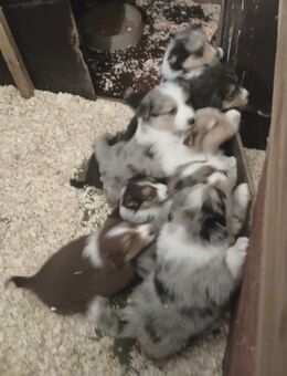 Welpen Australien Shepherd - Asendorf (Landkreis Diepholz)