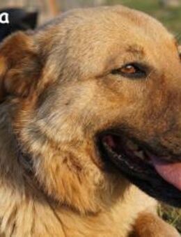 Ceribasa Der goldene Schatz - Kissing