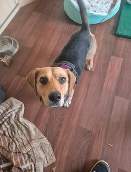 Sehr verschmuste Beaglemischlingshündin Jacky ca 2 j - Hohe Börde