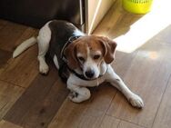 Beagle Lora Weg raus aus der Misere - Jade