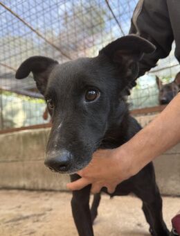 Majka - sucht ein Zuhause! - Köln