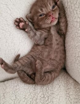 Chocolate Tabby Bkh Kitten - Neuss