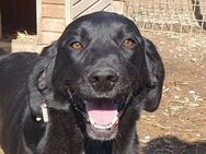 OBELIX-1-jähriger,Pointer-Mix-Rüde,61 cm - Rösrath