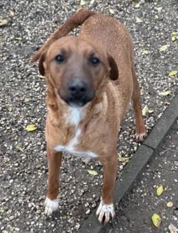 Theo, Rüde kastriert, ca. 1,5 Jahre - Wegberg