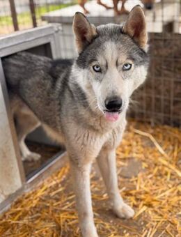 Skei sucht ein warmes Zuhause - Berlin