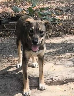 Freundliche Yara - Tholey