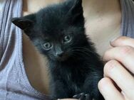 💕 Babykatze Liv sucht dich! 🐾✨ - Eislingen (Fils)