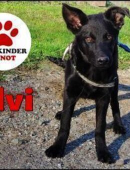 süße Welpe Hündin Ylvi sucht ... - Margetshöchheim