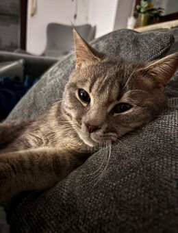Verspielter 7 Monate alter Kater sucht neues Zuhause 🐾 - Gemünden (Main)