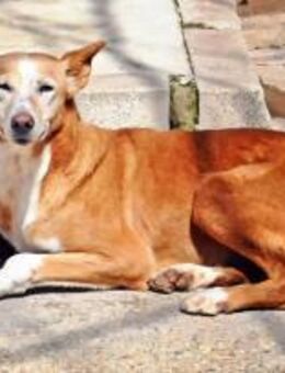 Candela, ruhig, zurückhaltend - Kettershausen