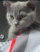 Kätzchen BKH in 94315