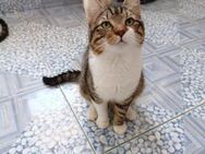 Alvaro - freundl. Kater sucht Zuhause - München