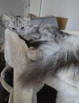 Norwegische Waldkatze dringend abzugeben! - Freiberg