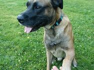 Hund abzugeben - Duisburg