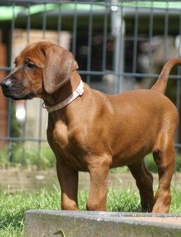 unsere wunderschönen Rhodesian Ridgeback Welpen sind bereit für neue Abenteuer ;- ) - Lohheide