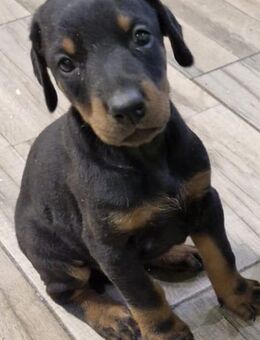 Dobermann Welpen - Fraureuth