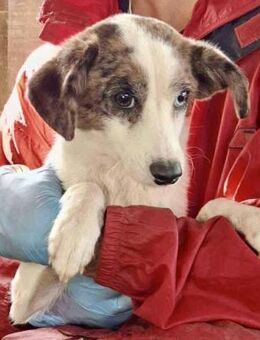 Dion - auf der Suche nach Sicherheit - Koblenz