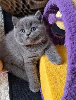 Bkh kitten reinrassige kurzhaar. - Osnabrück