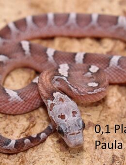 Kornnatter Jungtiere NZ 2025 Bloodred + Lavender - Lüneburg