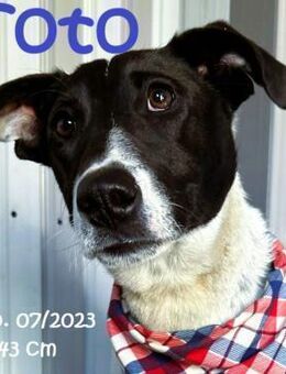 Toto, der Charmeur - Rinteln