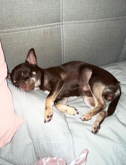 Chihuahua rüde - Augsburg