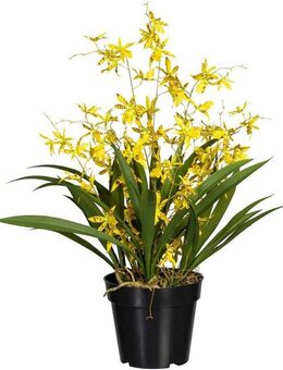 Kunstorchidee Oncidie Dancing Queen Orchidee Oncidie, Creativ green, Höhe 60 cm