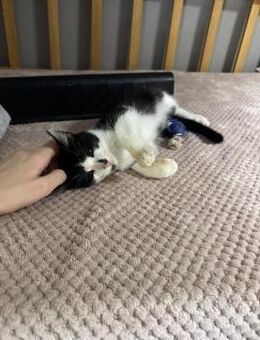 Ben aus dem Tierschutz - Grevenbroich