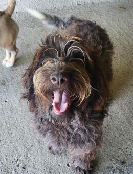 Rocky - aktiver Junghund sucht Zuhause - Tettau (Bayern)