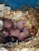 Goldhamster in 39122